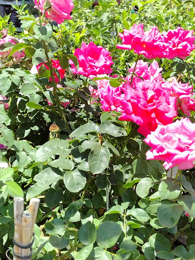 Home Improvement Store «The Home Depot», reviews and photos, 5010 Feather River Dr, Stockton, CA 95219, USA