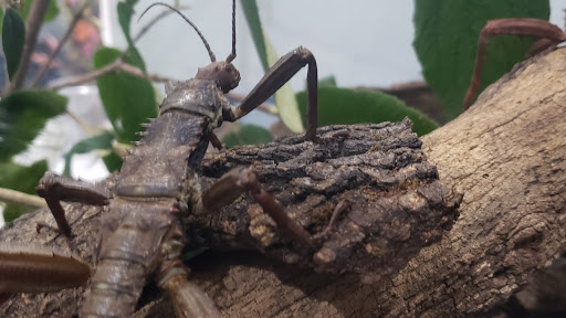 Farm «Idlewild Butterfly Farm», reviews and photos, 1100 Logan St, Louisville, KY 40204, USA