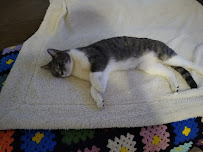 The Furry Godmother - Photo 7 - Car repair in , Tampa