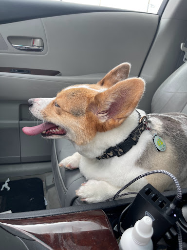 Pet Supply Store «PetSmart», reviews and photos, 14025 SW 88th St, Miami, FL 33186, USA