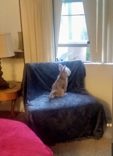 Pet Groomer «Collar & Leash Pet Shop», reviews and photos, 9772 Chapman Ave, Garden Grove, CA 92841, USA