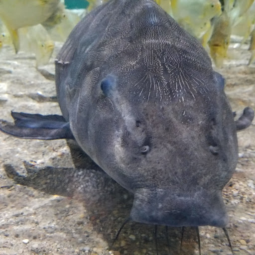 Aquarium «Greater Cleveland Aquarium», reviews and photos, 2000 Sycamore St, Cleveland, OH 44113, USA