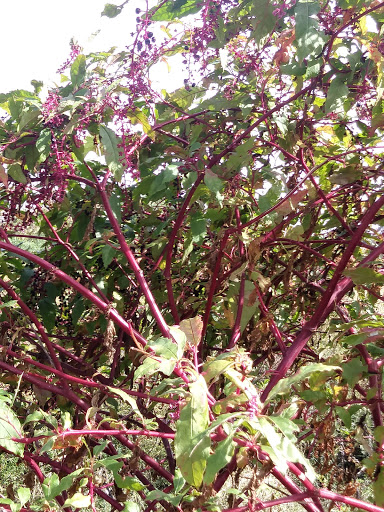 Park «Anacostia Park», reviews and photos, 1900 Anacostia Dr, Washington, DC 20020, USA