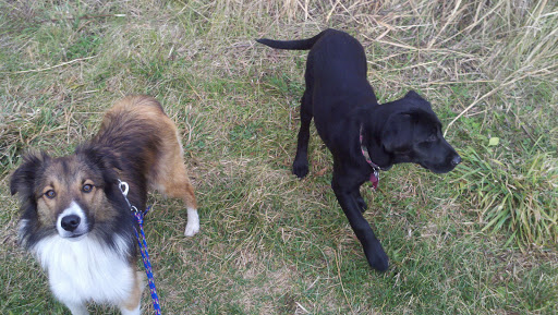 Nature Preserve «Asylum Lake Preserve», reviews and photos, 3836 S Drake Rd, Kalamazoo, MI 49008, USA