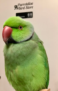 Parrotdise Bird Store & Boarding - Photo 6 - Car repair in Orange City, FL, Deltona