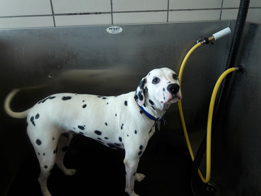 Pet Supply Store «Pet Supplies Plus», reviews and photos, 1726 Dekalb Pike, Blue Bell, PA 19422, USA