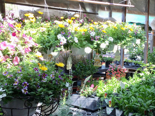 Florist «Sunshine Flowers», reviews and photos, 4509 Rainbow Blvd, Kansas City, KS 66103, USA