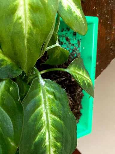 Florist «Washington Florist Inc», reviews and photos, 565 Broad St, Newark, NJ 07102, USA