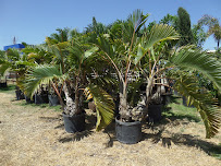 LG Nursery & Landscaping - Photo 3 - Car repair in Laredo, TX, Laredo