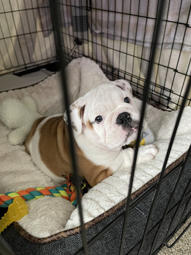 Pet Store «Petland», reviews and photos, 1600 Turner McCall Blvd, Rome, GA 30161, USA