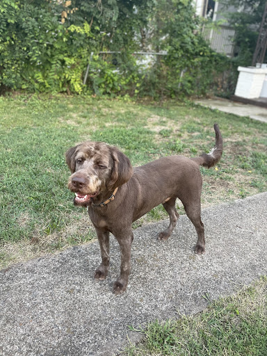 Pet Groomer «Tidy Dog Pet Supply & Salon», reviews and photos, 2612 Lebanon Pike A, Nashville, TN 37214, USA