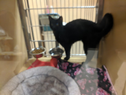 Pet Supply Store «PetSmart», reviews and photos, 5748 S Redwood Rd, Taylorsville, UT 84123, USA