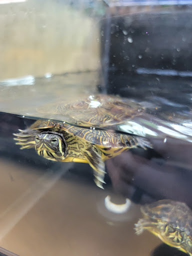 Pet Supply Store «Petco Animal Supplies», reviews and photos, 1514 Country Road 220, Fleming Island, FL 32003, USA