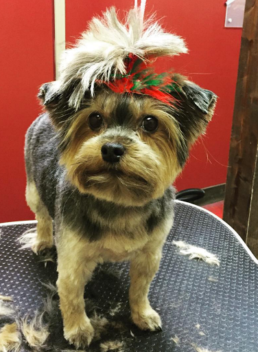 Pet Store «Healthy Pets Mountain West», reviews and photos, 2352 Fort Union Blvd, Cottonwood Heights, UT 84121, USA