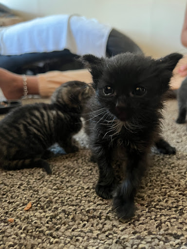 Pet Supply Store «PetSmart», reviews and photos, 2102 W Union Blvd #22A, Bethlehem, PA 18018, USA