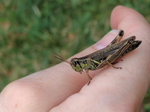 State Park «West Rock Ridge State Park», reviews and photos, 1134 Wintergreen Ave, New Haven, CT 06514, USA