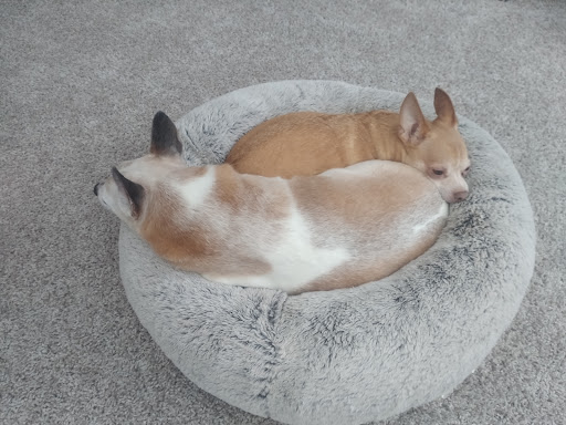 Pet Supply Store «PetSmart», reviews and photos, 985 Erica Ln, Yorkville, IL 60560, USA