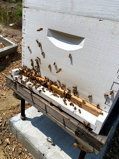 The Bee Farm