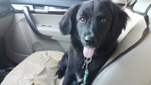 Pet Supply Store «PetSmart», reviews and photos, 7850 W Commercial Blvd, Lauderhill, FL 33351, USA