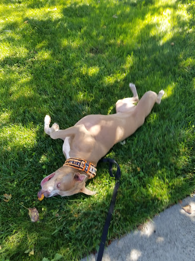 Pet Supply Store «An-Jan Feed & Pet Supply», reviews and photos, 111 S Main St, Milpitas, CA 95035, USA