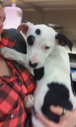 Pet Supply Store «PetSmart», reviews and photos, 11331 Causeway Blvd, Brandon, FL 33511, USA