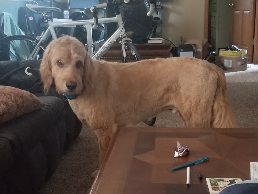 Pet Groomer «All About Dogs & Cats», reviews and photos, 16345 MN-65, Ham Lake, MN 55304, USA