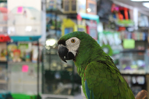 Pet Store «Pet World - Auburndale», reviews and photos, 3637 Havendale Blvd, Auburndale, FL 33823, USA