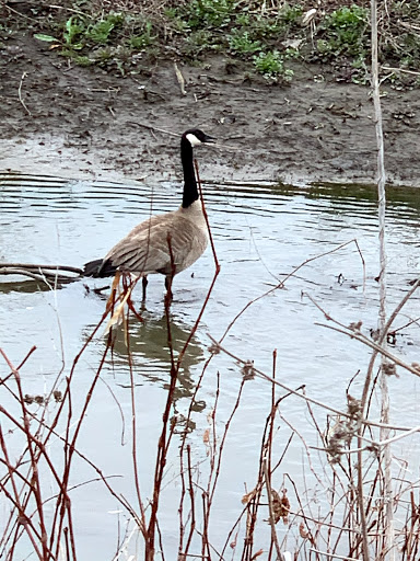 Nature Preserve «Marais Temps Clair Conservation Area», reviews and photos, 5134 Island Road, St Charles, MO 63301, USA