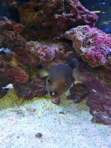 Tropical Fish Store «River City Aquatics», reviews and photos, 12108 Roxie Dr, Austin, TX 78729, USA