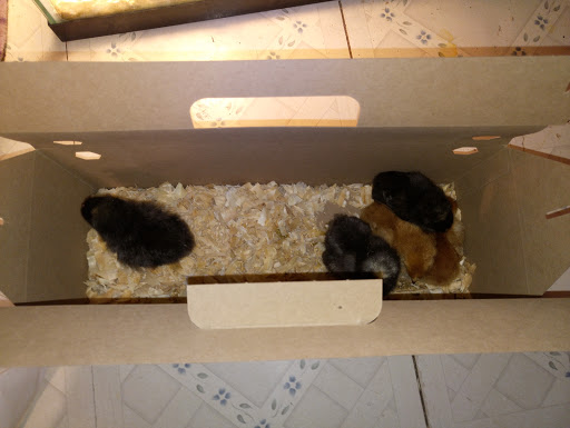 Home Improvement Store «Tractor Supply Co.», reviews and photos, 4974 E Main St, Batavia, NY 14020, USA