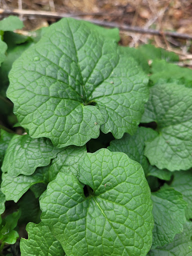 Nature Preserve «Shannondale Springs Wildlife Management Area», reviews and photos, Co Rte 9/5, Harpers Ferry, WV 25425, USA