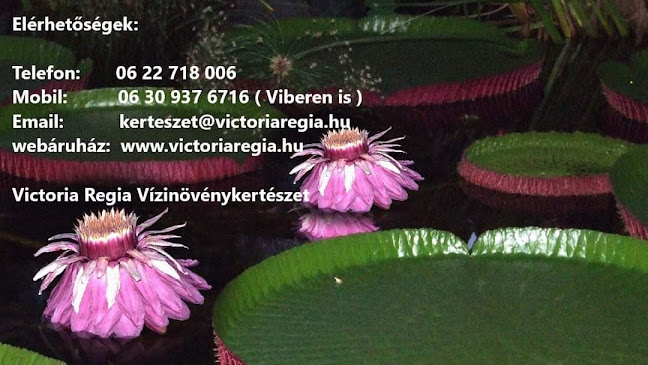 Victoria Regia Vízinövénykertészet