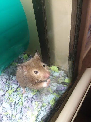 Pet Supply Store «PetSmart», reviews and photos, 9342 WI-16, Onalaska, WI 54650, USA