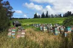 Big Island Bees