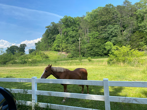 Vineyard «South Creek Winery», reviews and photos, 2240 S Creek Rd, Nebo, NC 28761, USA