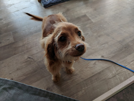 Pet Supply Store «Bow Wow & Meow», reviews and photos, 11607 Maumelle Blvd, North Little Rock, AR 72113, USA