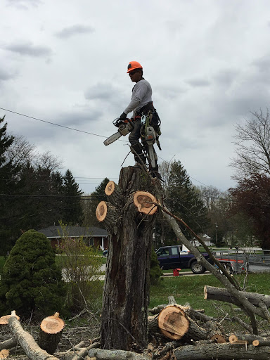Tree felling Cleveland