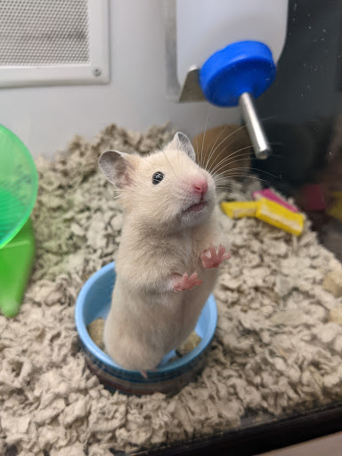 Pet Supply Store «Petco Animal Supplies», reviews and photos, 1401 E Spring Valley Rd, Richardson, TX 75081, USA