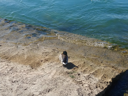 Park «Broderick Park», reviews and photos, 1170 Niagara St, Buffalo, NY 14213, USA