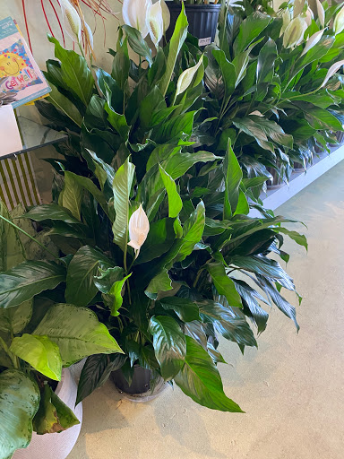 Florist «Cleveland the Florist», reviews and photos, 4404 Old Shell Rd, Mobile, AL 36608, USA