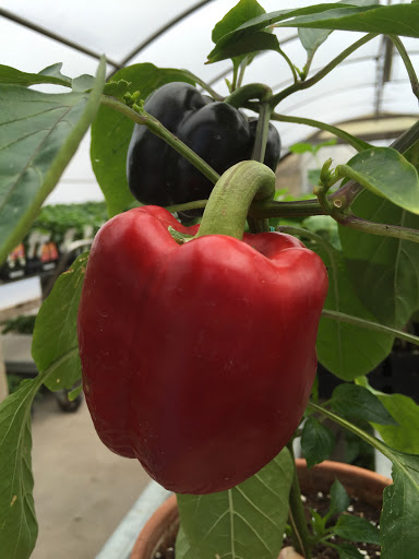 Garden Center «Spencer’s Lawn & Garden Centers», reviews and photos, 1430 S Tejon St, Colorado Springs, CO 80905, USA