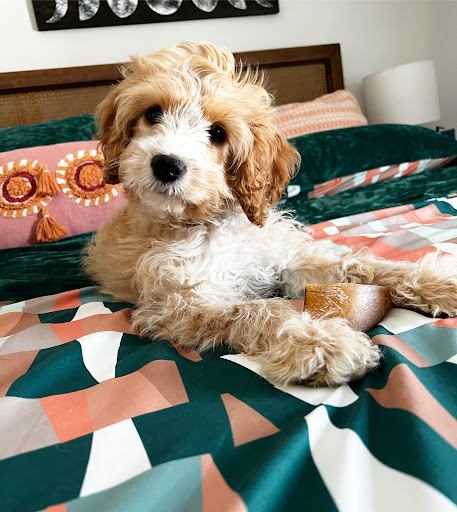 Pet Store «AA Ridgewood Kennels II», reviews and photos, 5401 Lincoln Hwy, Gap, PA 17527, USA