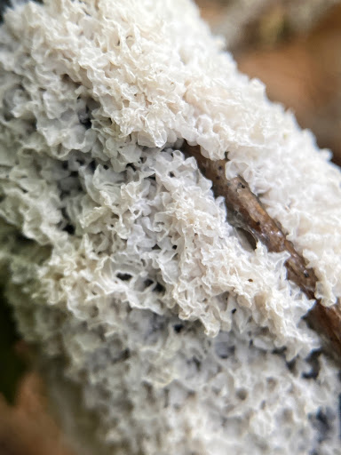 Nature Preserve «Centennial Woods Natural Area», reviews and photos, I-89, Burlington, VT 05401, USA