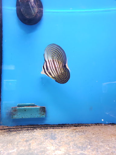 Pet Supply Store «Monrovia Tropical Fish», reviews and photos, 603 W Huntington Dr, Monrovia, CA 91016, USA