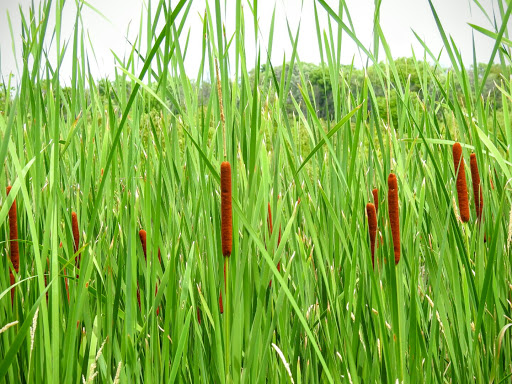 Nature Preserve «Crabtree Nature Center», reviews and photos, 3 Stover Rd, Barrington, IL 60010, USA