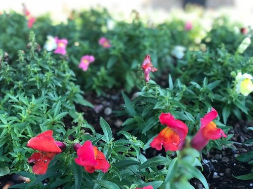 Park «Fort Worth Water Gardens», reviews and photos, 1502 Commerce St, Fort Worth, TX 76102, USA