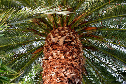 Tourist Attraction «Anna Scripps Whitcomb Conservatory», reviews and photos, 900 Inselruhe Ave, Detroit, MI 48207, USA