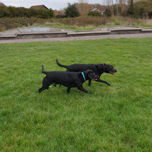 Buddiepet - Dog walker Southampton