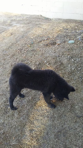 Pet Supply Store «O K Feed & Supply», reviews and photos, 3701 E Fort Lowell Rd, Tucson, AZ 85716, USA