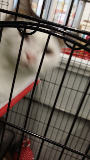 Pet Supply Store «Petco Animal Supplies», reviews and photos, 2041 U.S. 287 Frontage Rd #601, Mansfield, TX 76063, USA